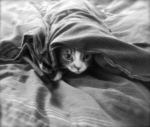 IMG_0452 - Version 2