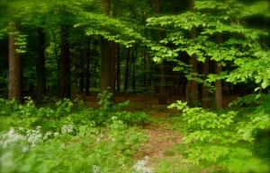 STP61487 - Version 2