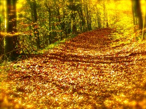 STP61539 - Version 3