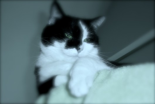 STP61909 - Version 2